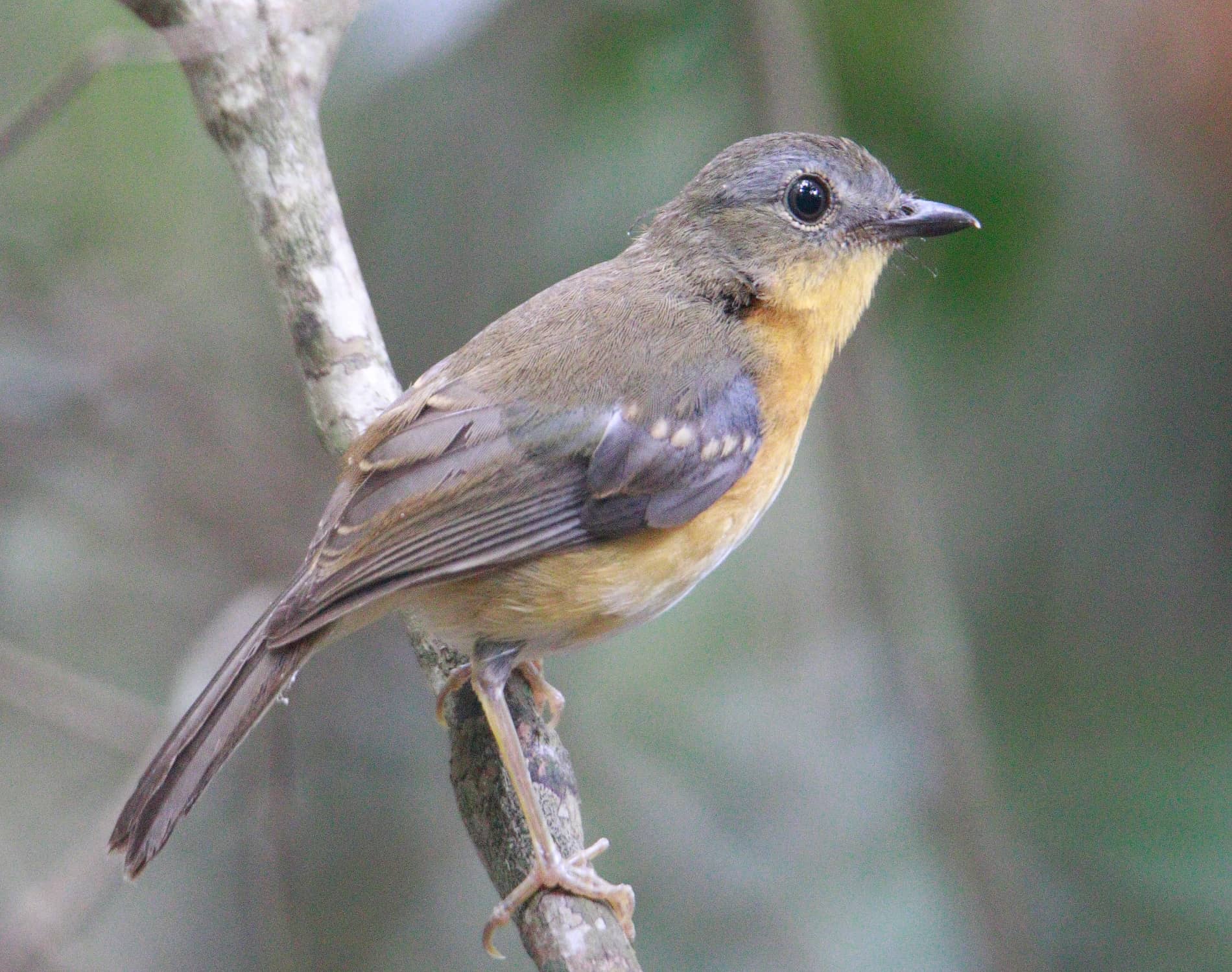 East Coast Akalat_9919