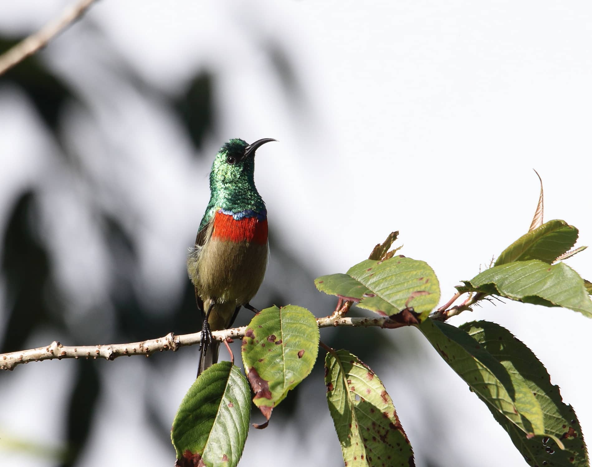 Eastern Double Collared Sunbi_4790