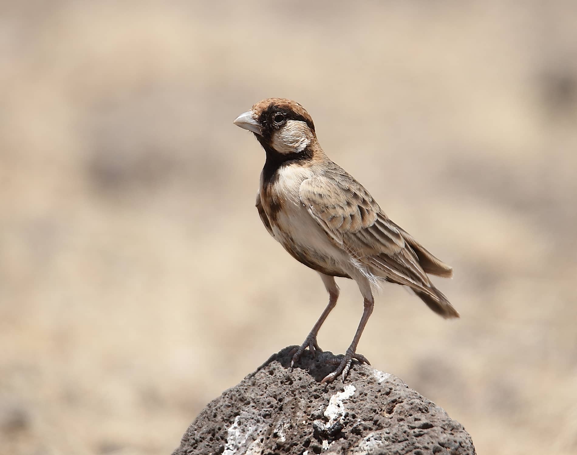 Fischers Sparrowlark_6778