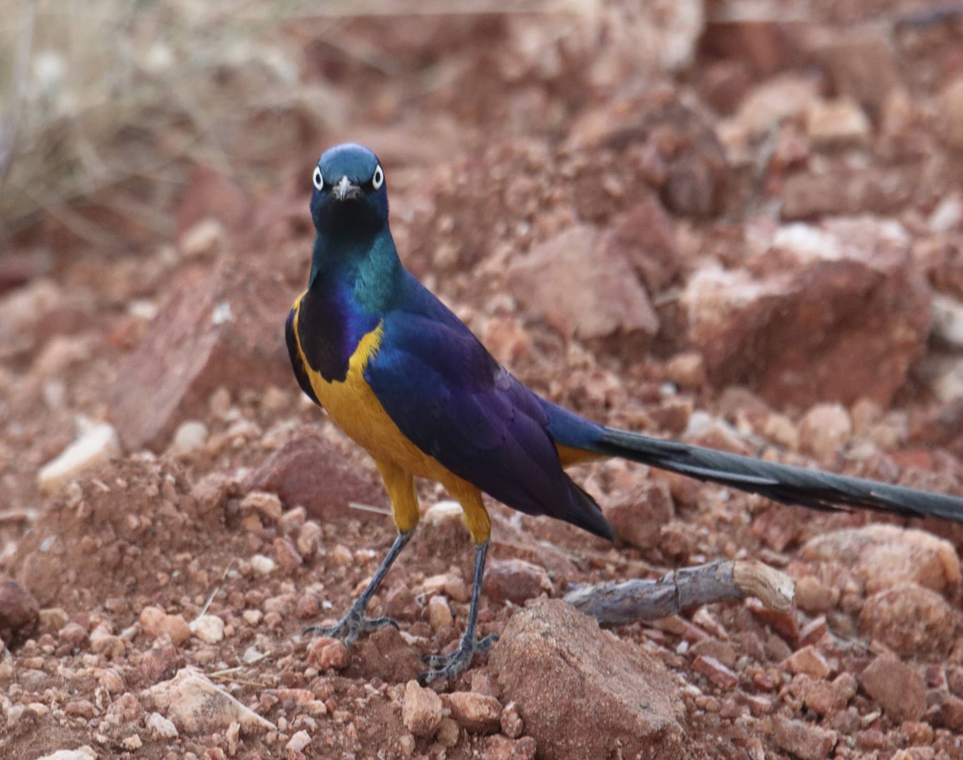 Golden Breasted Starling_4454