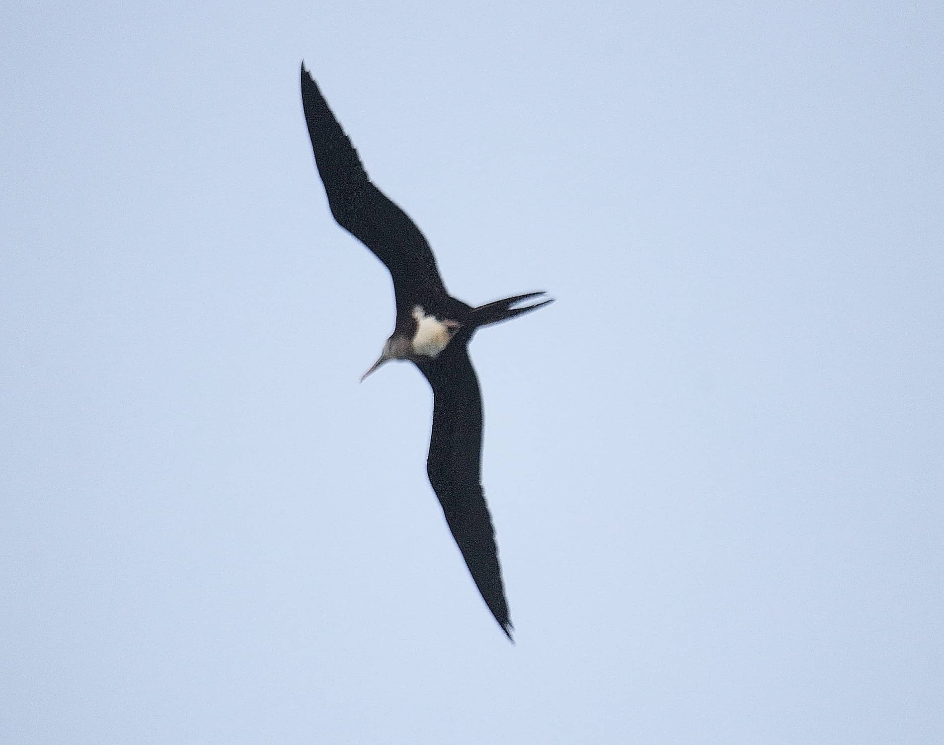 Great Frigatebird_7957