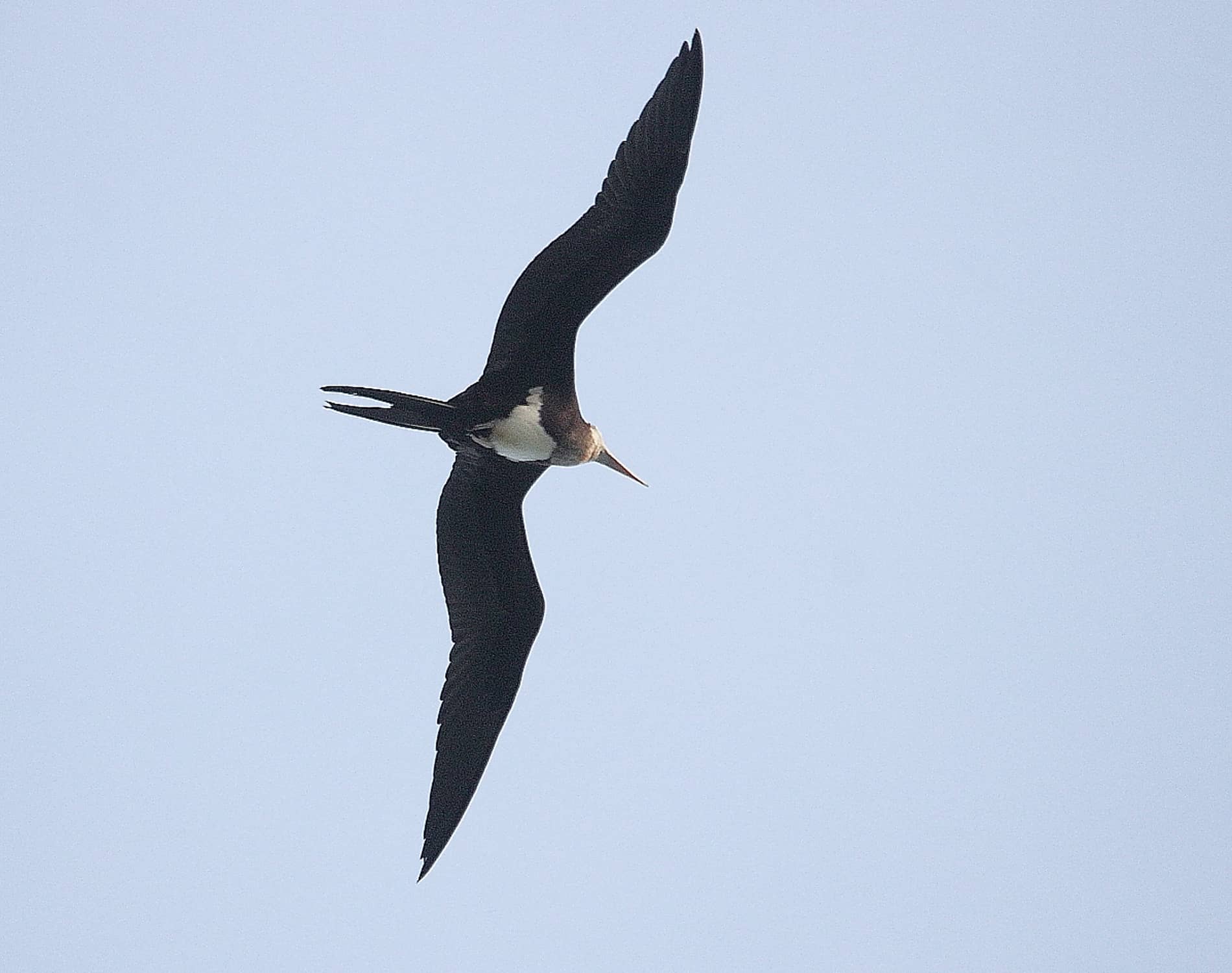 Great Frigatebird_7966