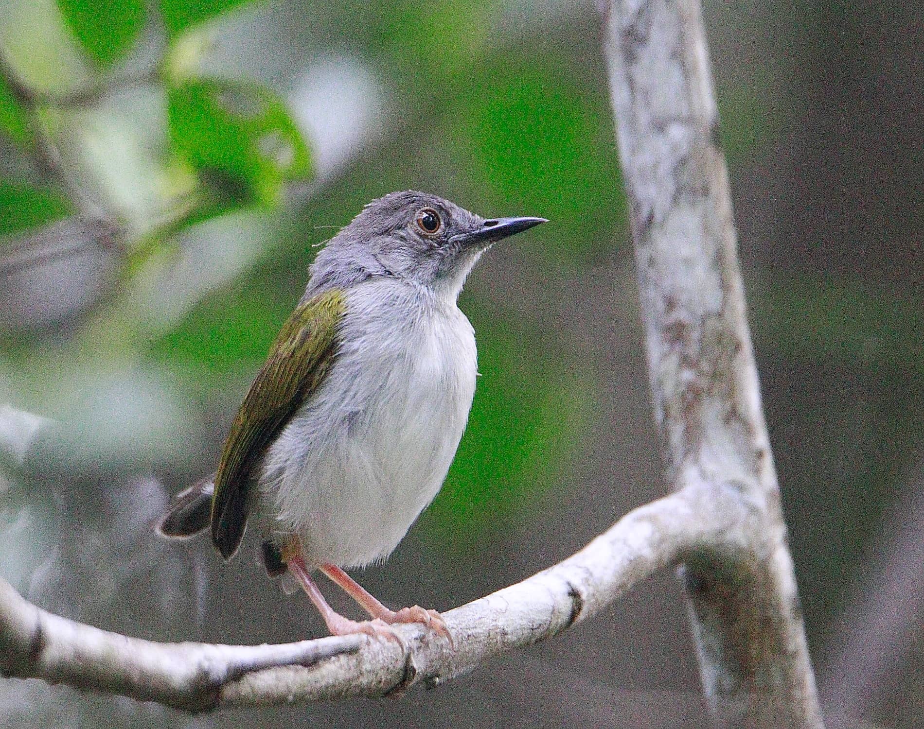 Grey backed Camaroptera_2472