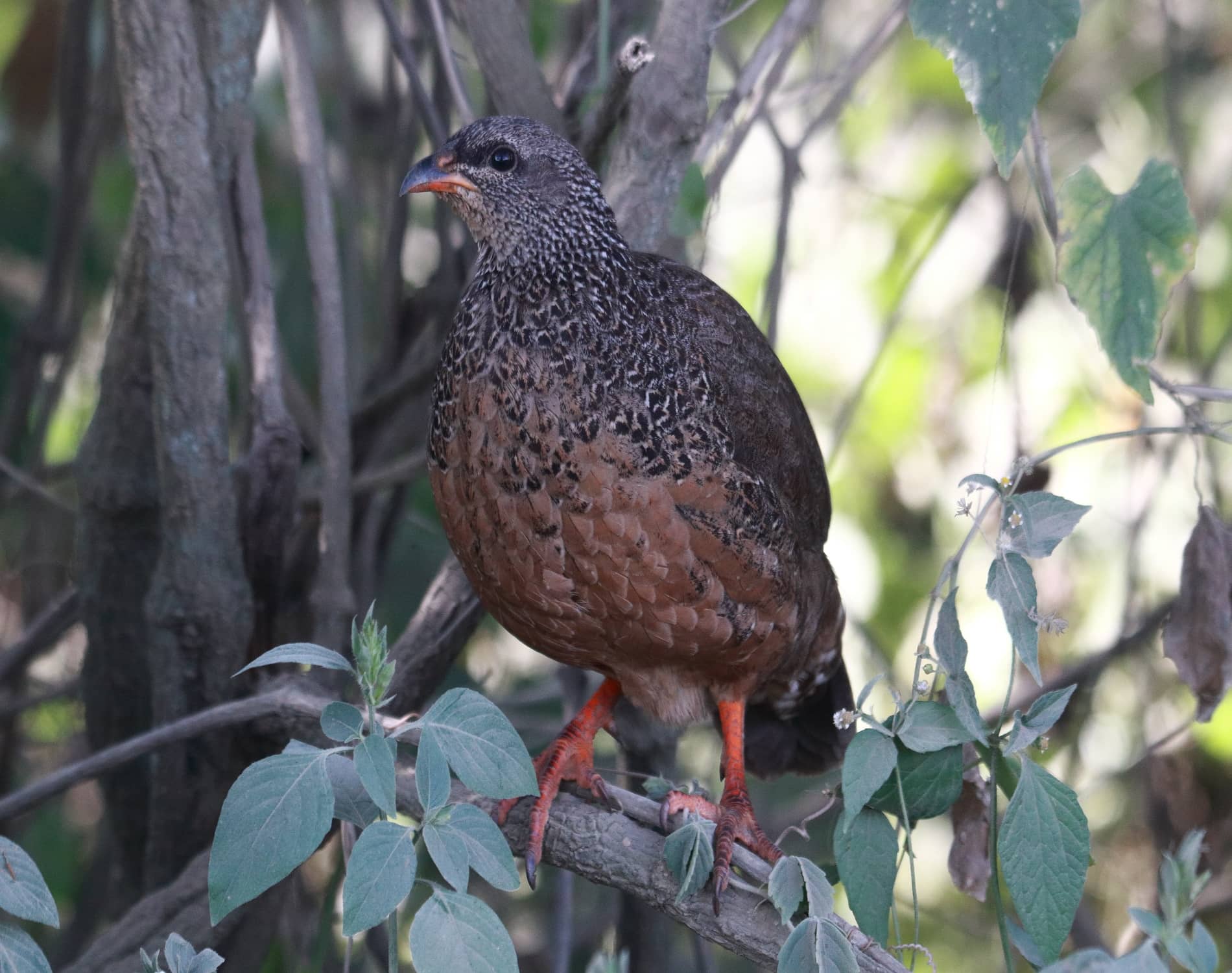 Hilderbrants Spurfawl_3454