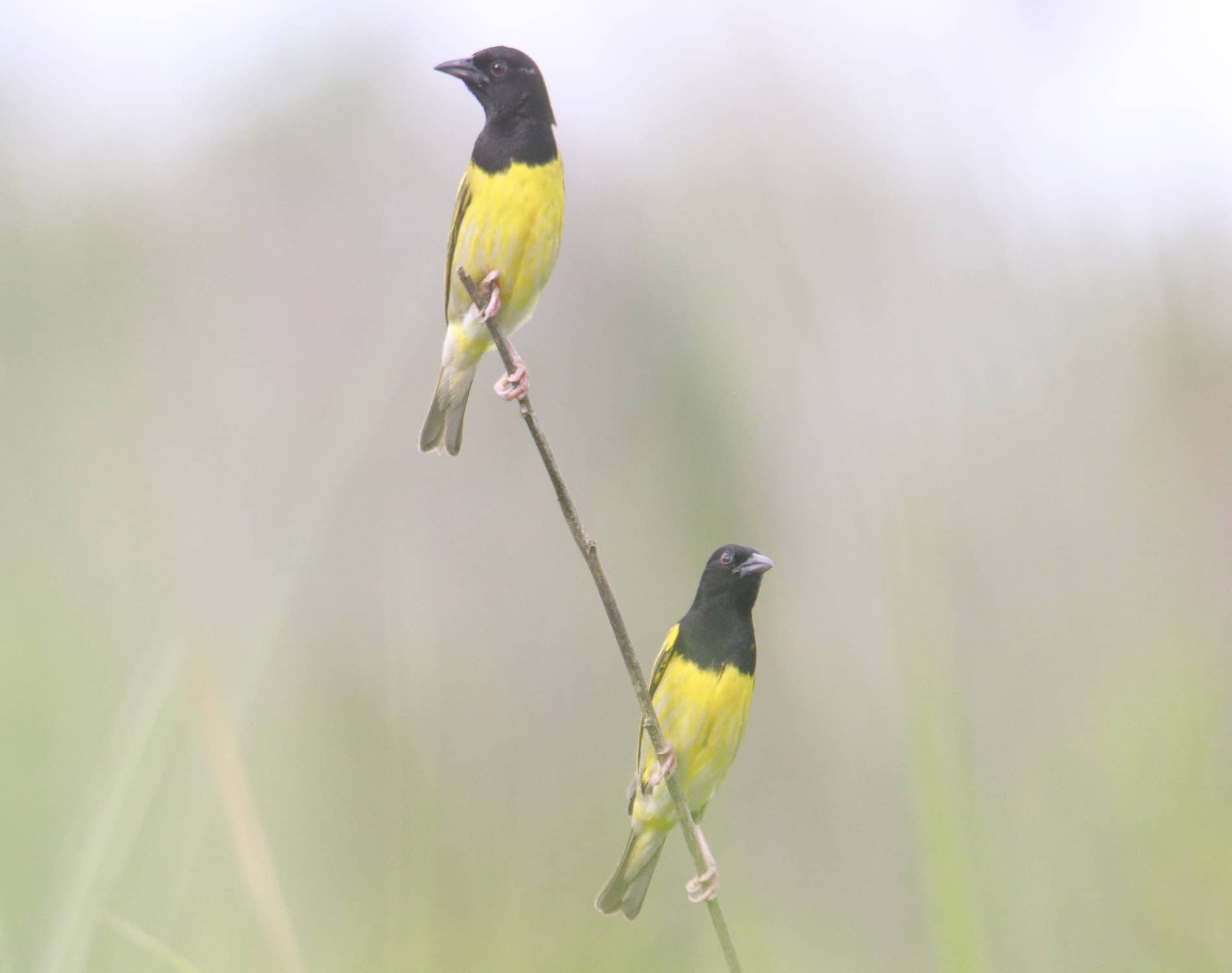 Kilifi Weaver Kamale_3860
