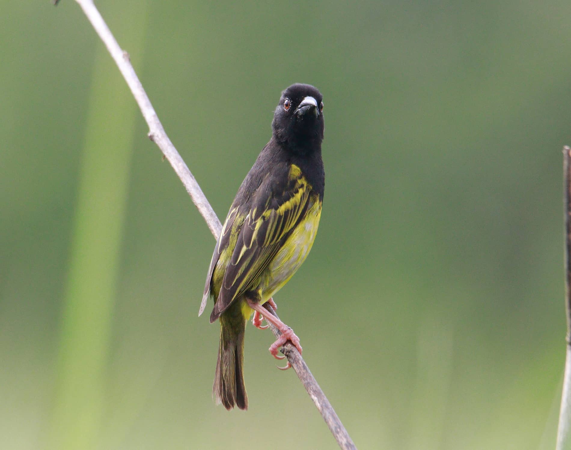 Kilifi Weaver Kamale_4170