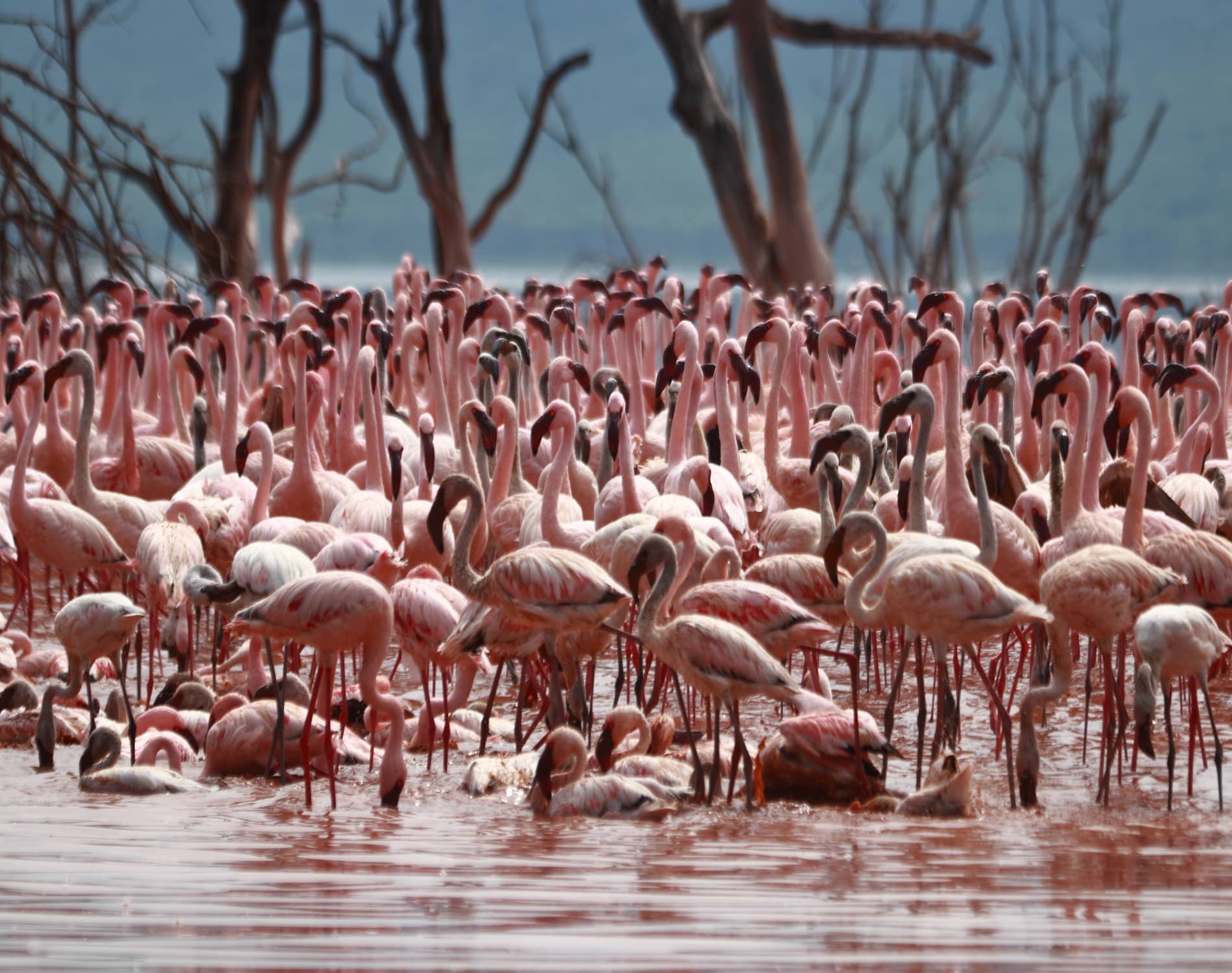 Lesser Flamingo