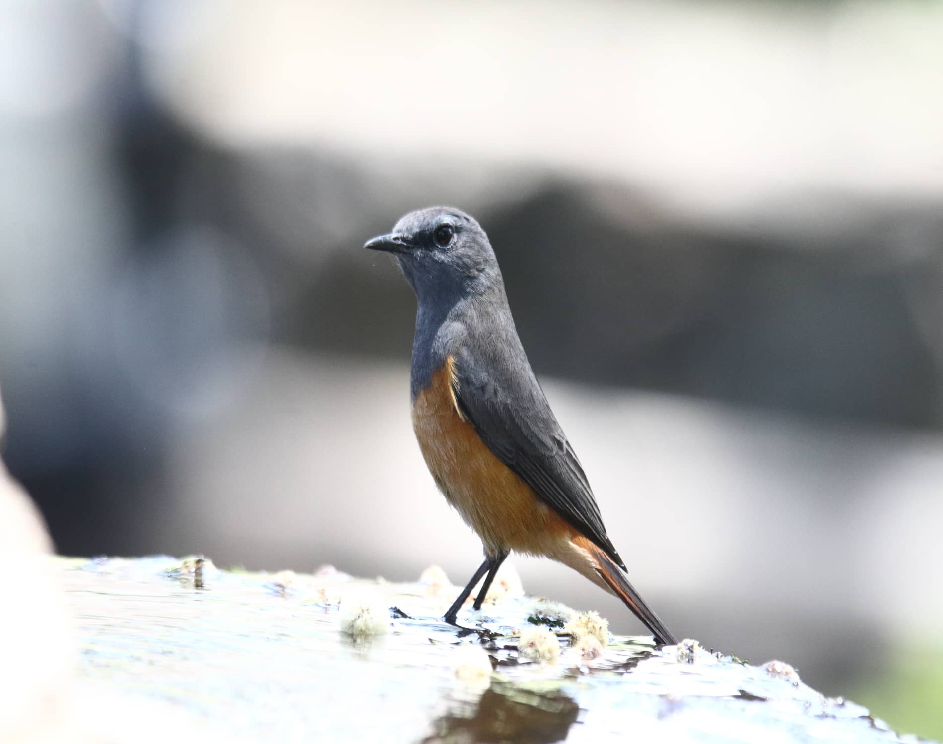 Little Rock-Thrush_0106