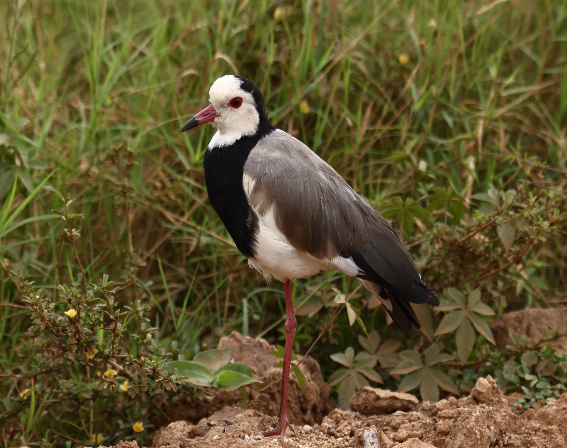 Long Toed Lapwing_2678