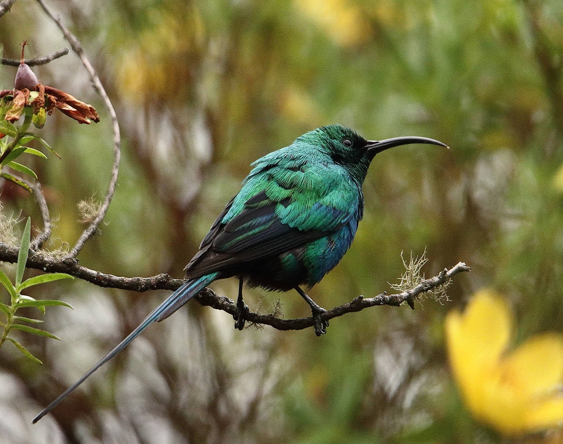 Malachite Sunbird_0096
