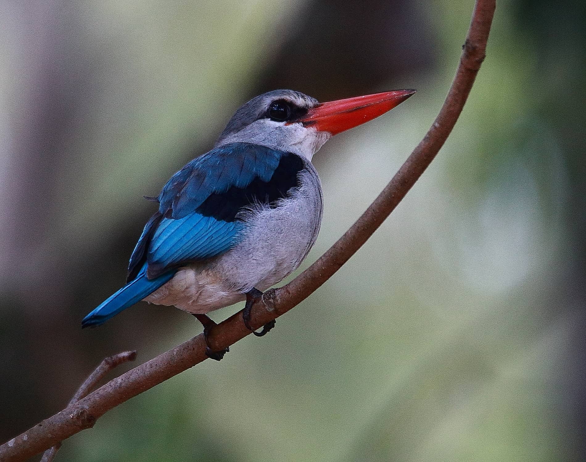 Mangrove Kingfisher_3301