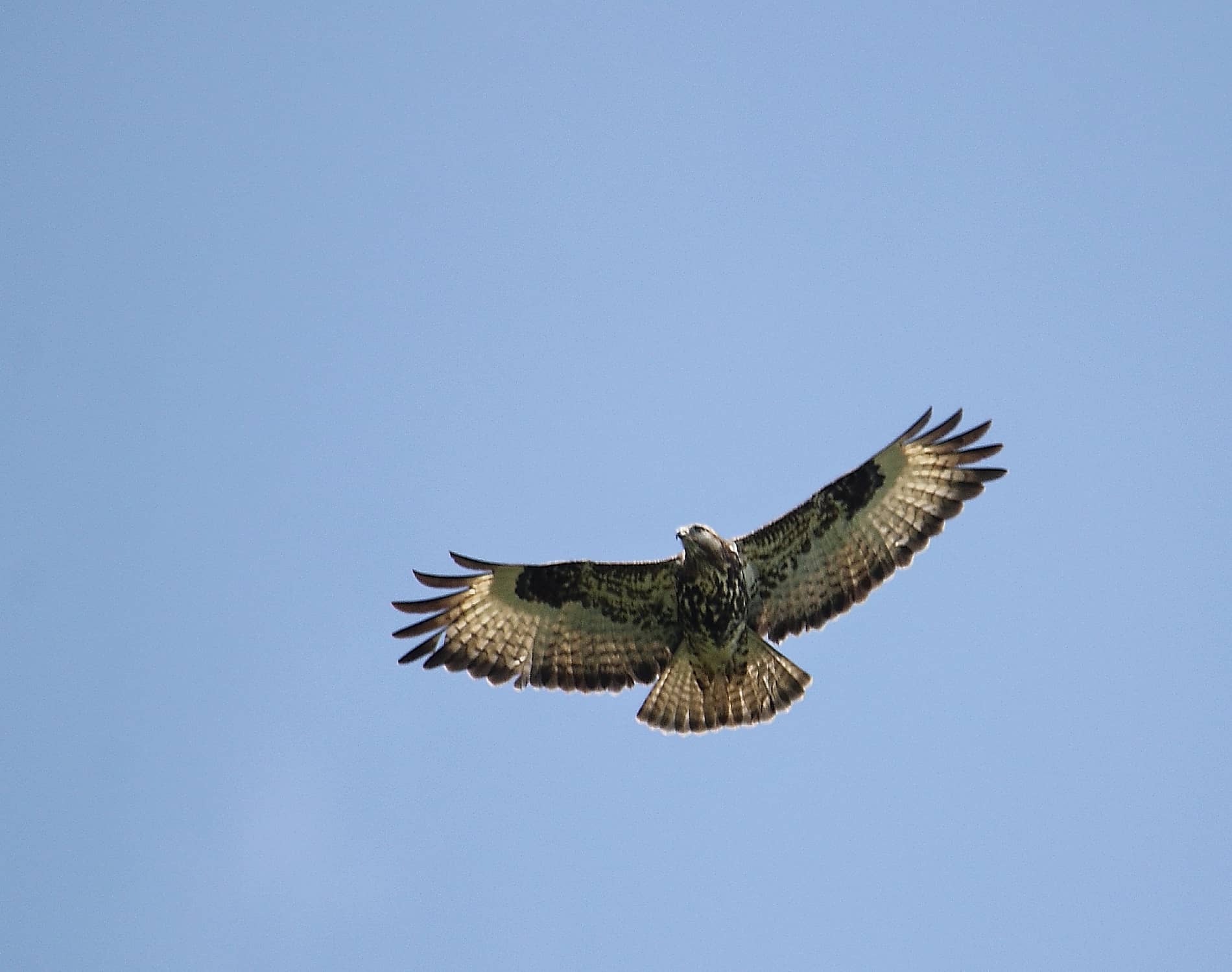 Mountain buzzaard_7948