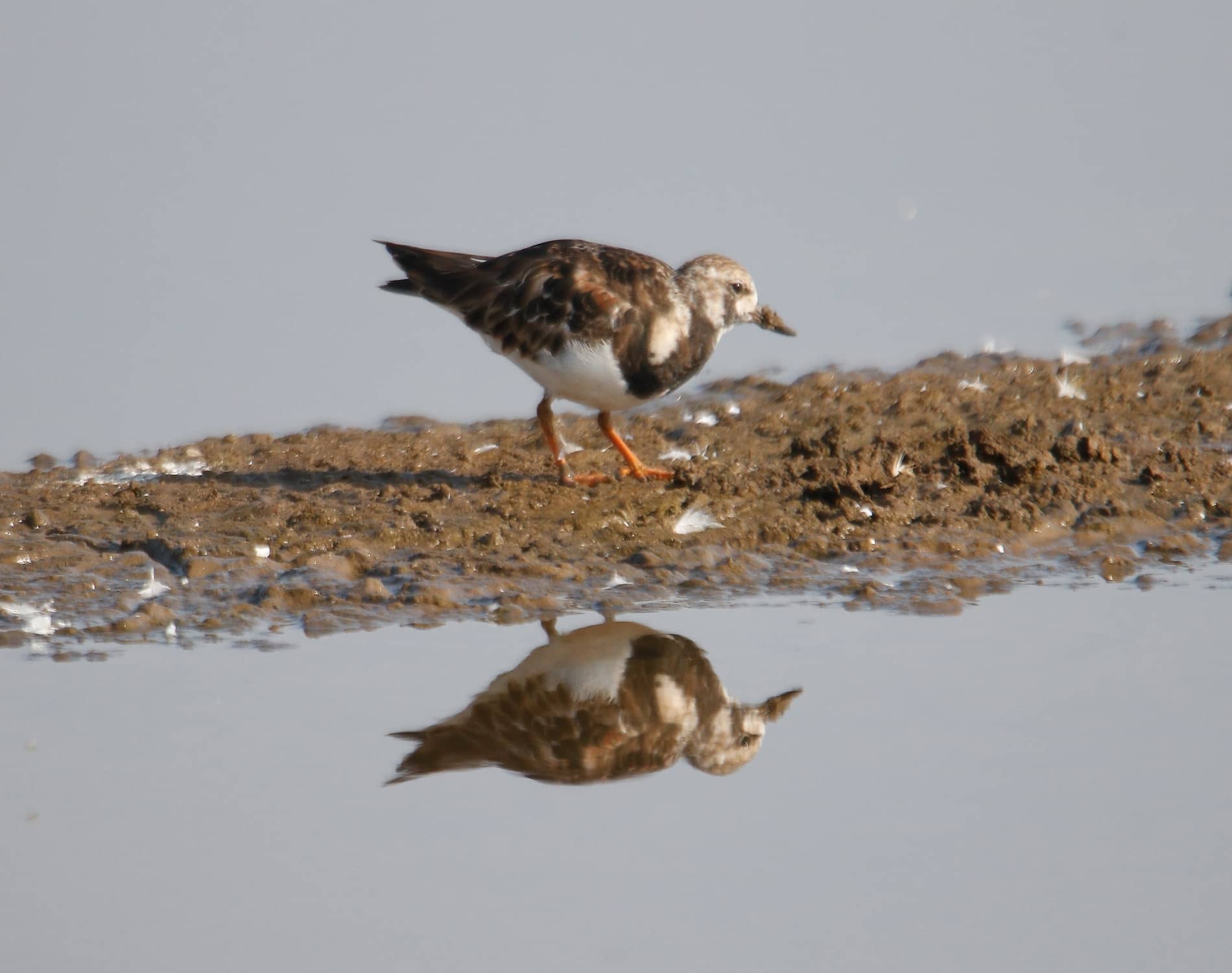 Ruddy Turnstone_2552