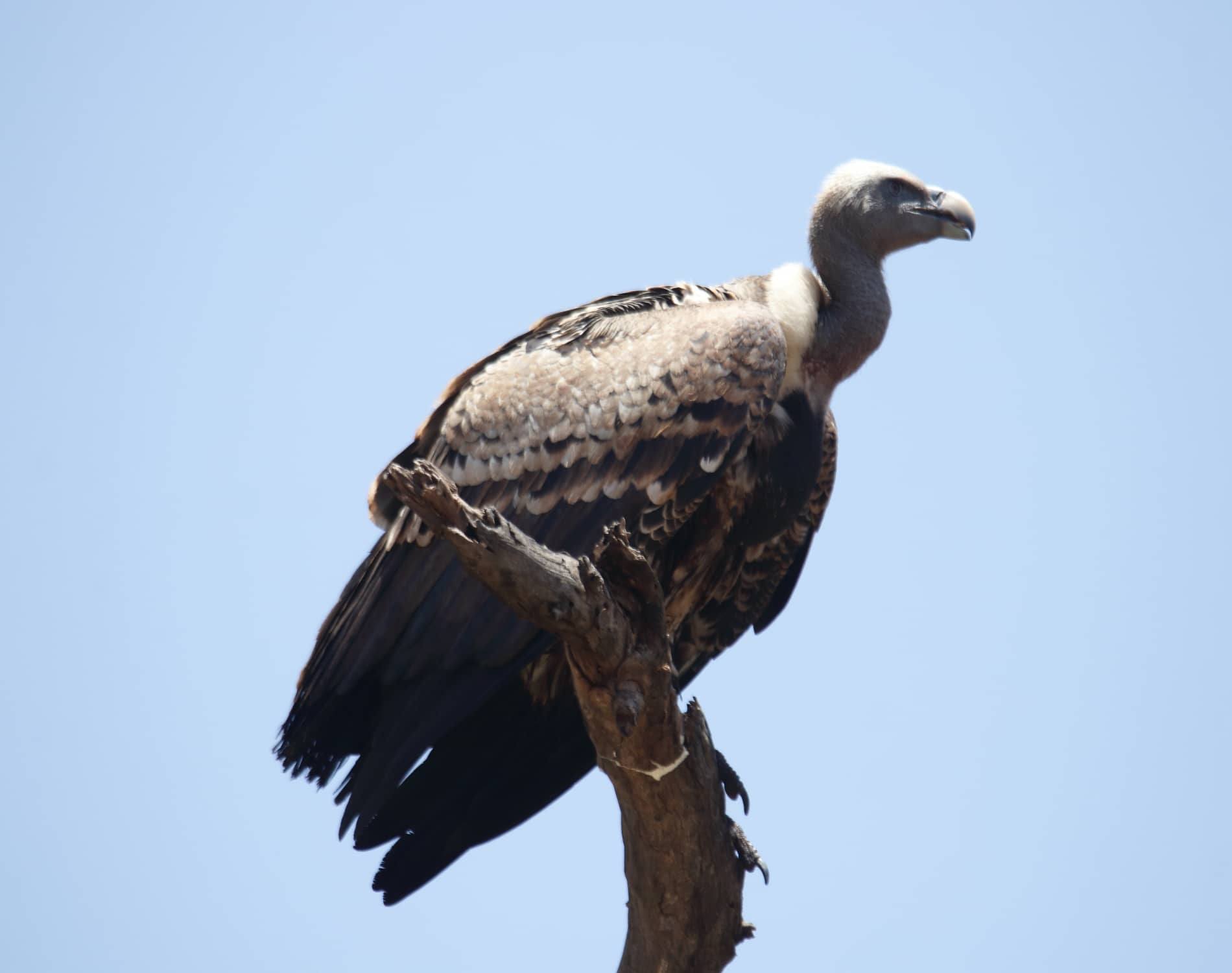 Ruppels Vulture_8924