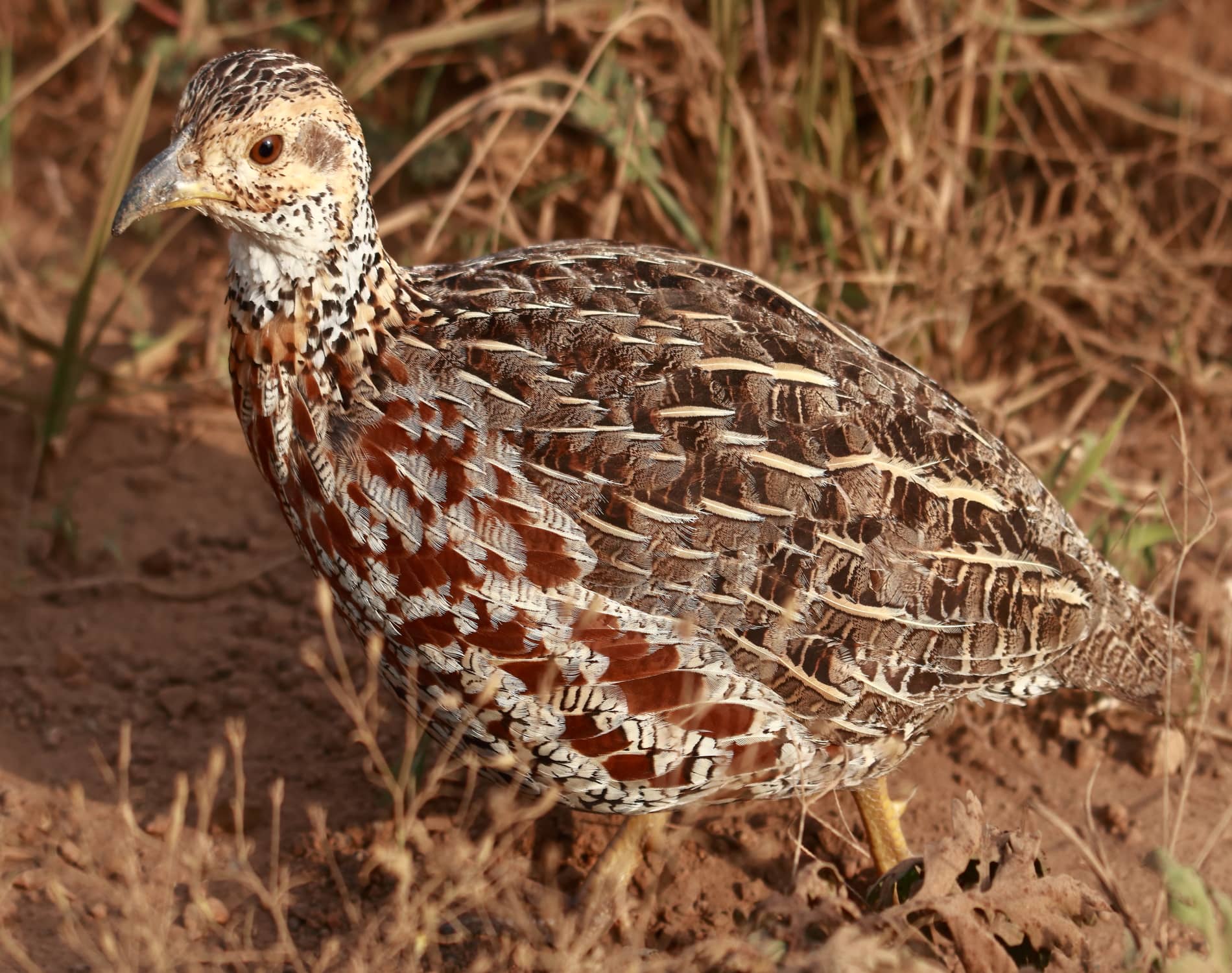 Shelleys Francolin_3236