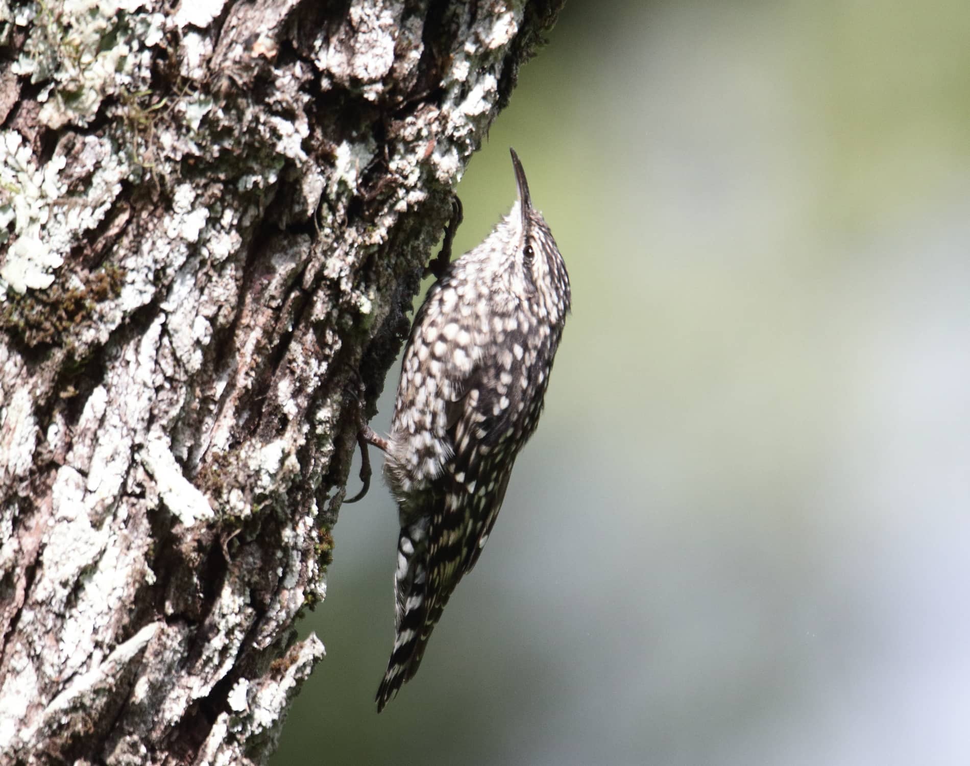 Spotted Creeper_0397