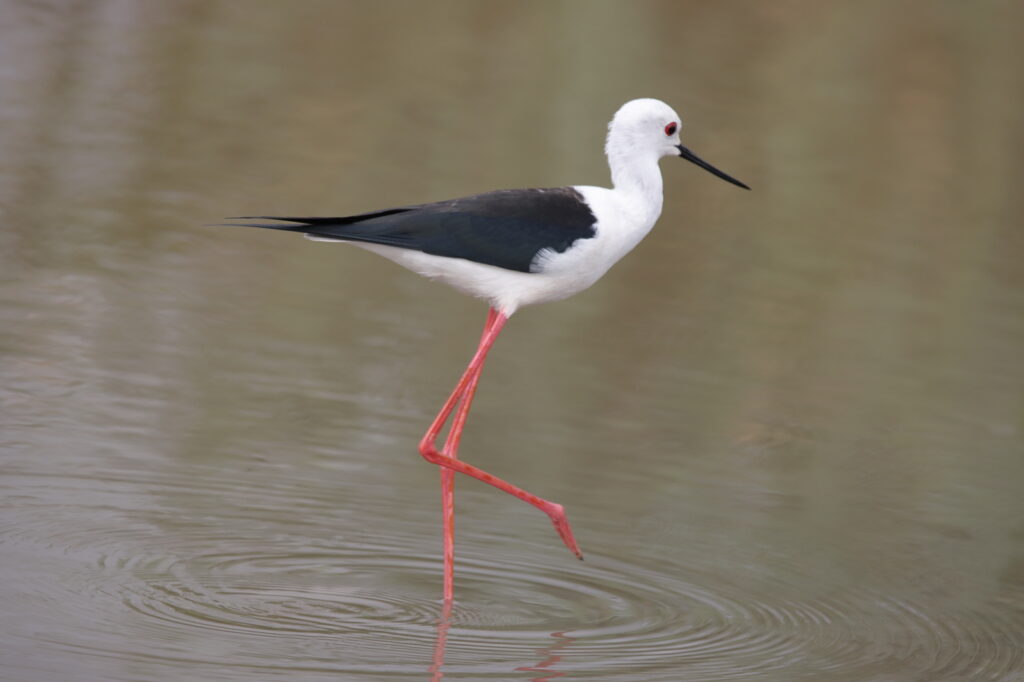 Black-winged Stilt